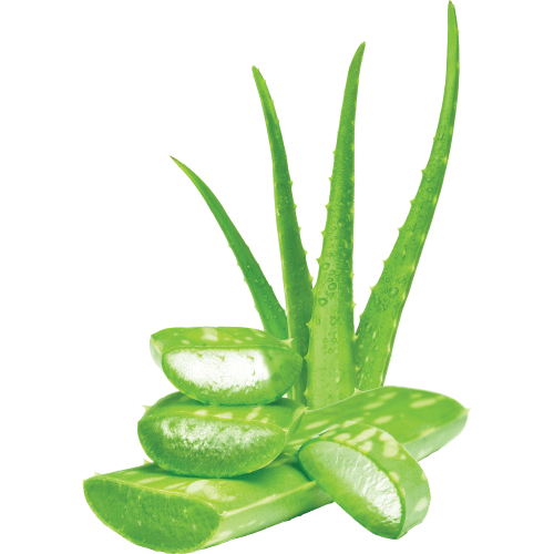 Extract Organic (Aloe Barbadensis Leaf Juice)